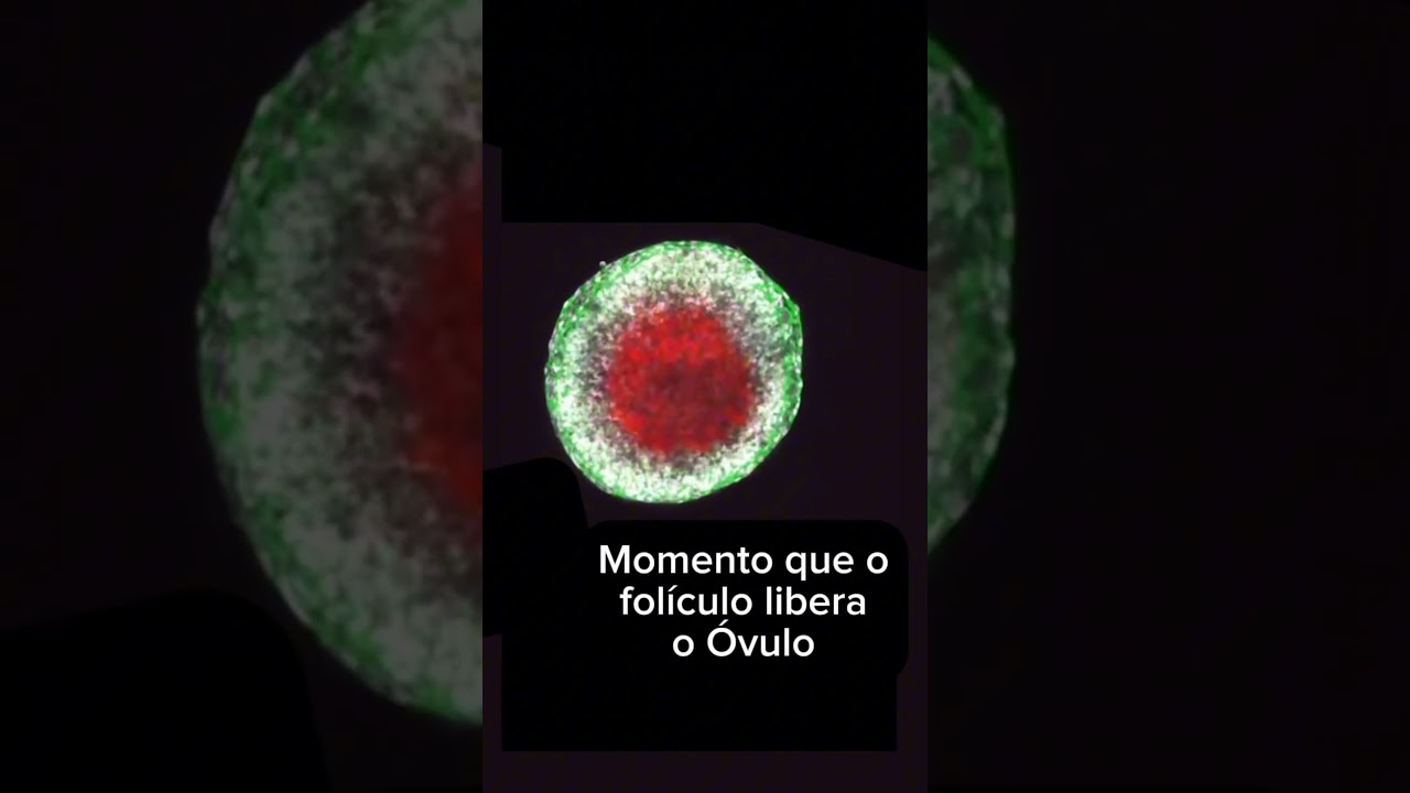 Momento exato da liberação do óvulo pelo folículo. 