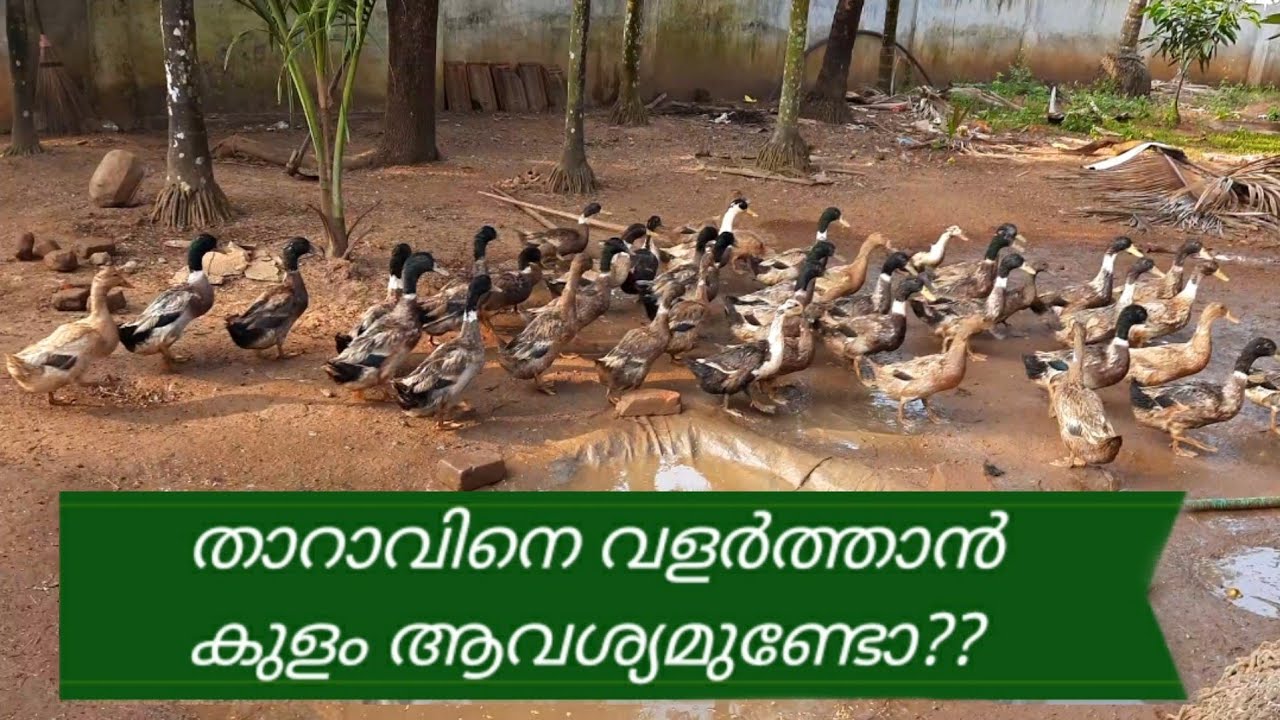 കുളമില്ലാത്തവർക്കും താറാവിനെ വളർത്തി വരുമാനം നേടാം  epi 221