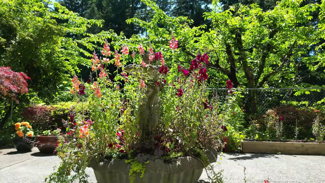 Fountain Flowers, New Drone