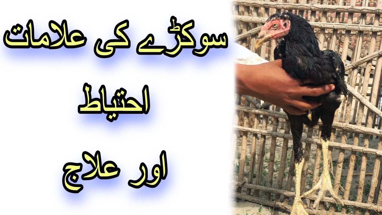 Aseel weakness sokry ka ilaj