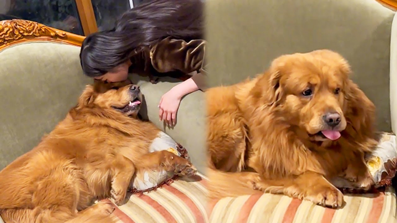 金子回憶篇：金子不滿媽媽親銀子，竟做出這種事，金子：你只能親我【憨憨金和帥銀】