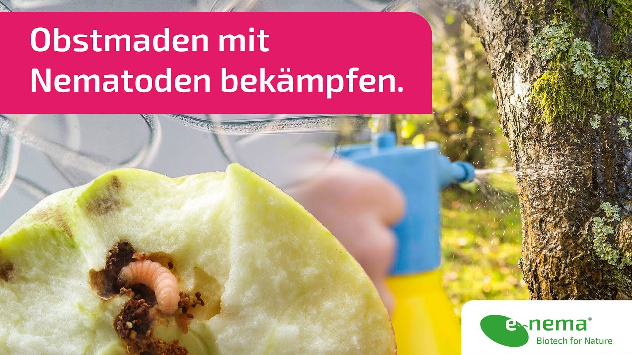 nemapom® | Obstmaden mit Nematoden bekämpfen | e-nema