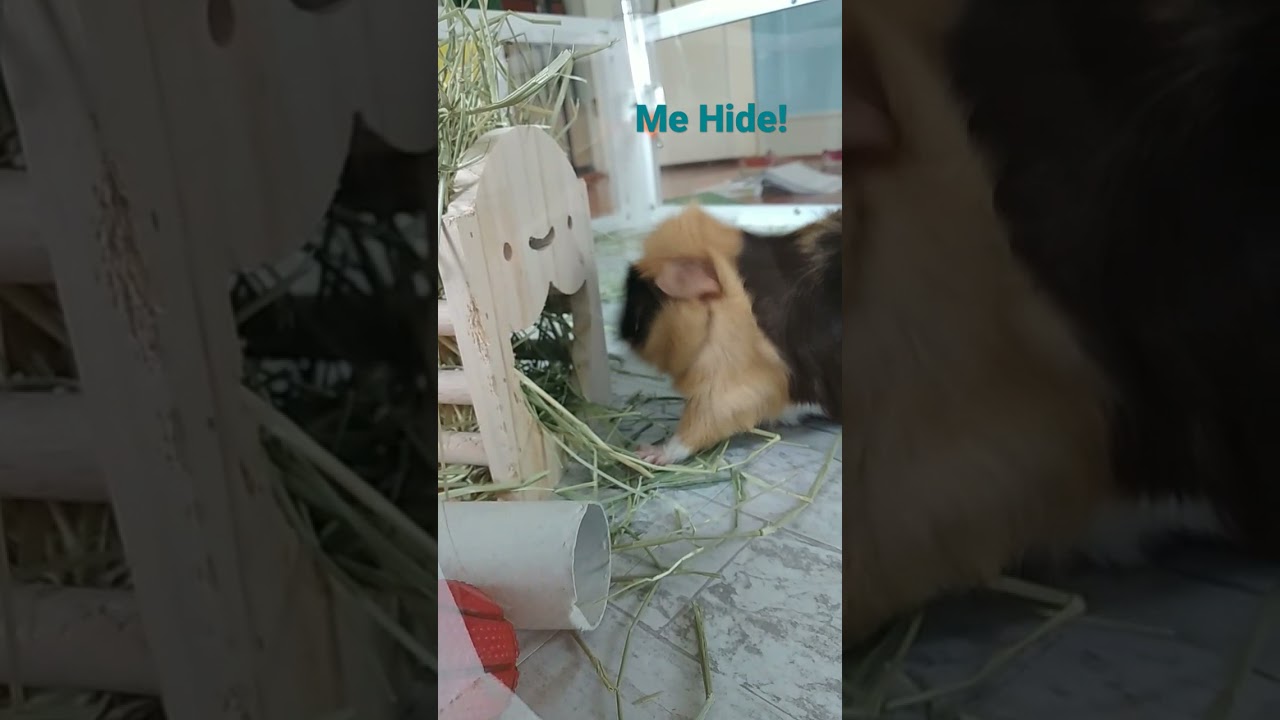 Guinea Pig Hides From Me
