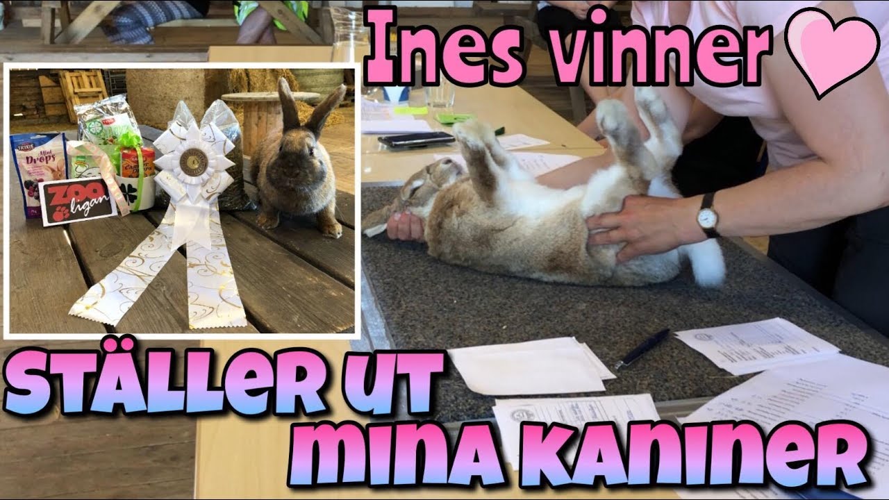 Kaninutställning med kaninerna