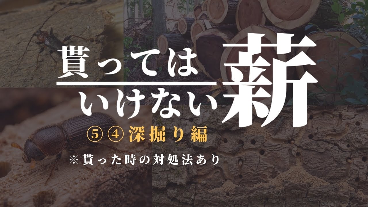 【保存版】タダでも要らん薪！第5位＆4位を徹底深掘り。松を「お宝」に変える裏技も紹介！