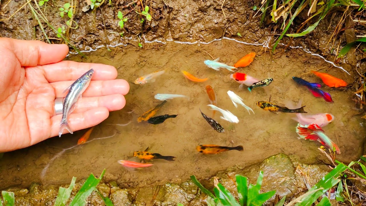 Wadidaw! Tangkap ikan patin, ikan cupang, ikan warna-warni, ikan-ikan kecil, ikan mas, _ film ikan.