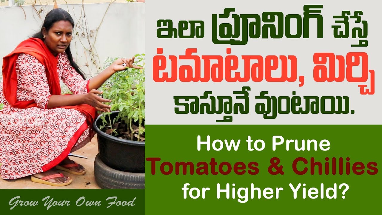 How to Prune Tomatoes and Chillies for Higher Yield II GrowYourOwnFood