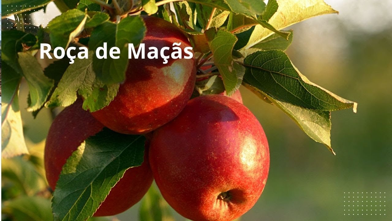 Conhecendo uma plantação de Maçãs