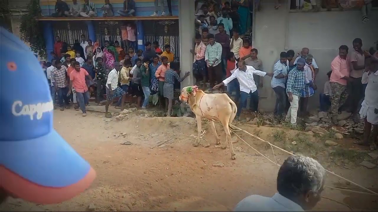 అసలైన జల్లికట్టు | పెద్ద ఉప్పరపల్లి | సోమల | సంక్రాంతి పండుగ