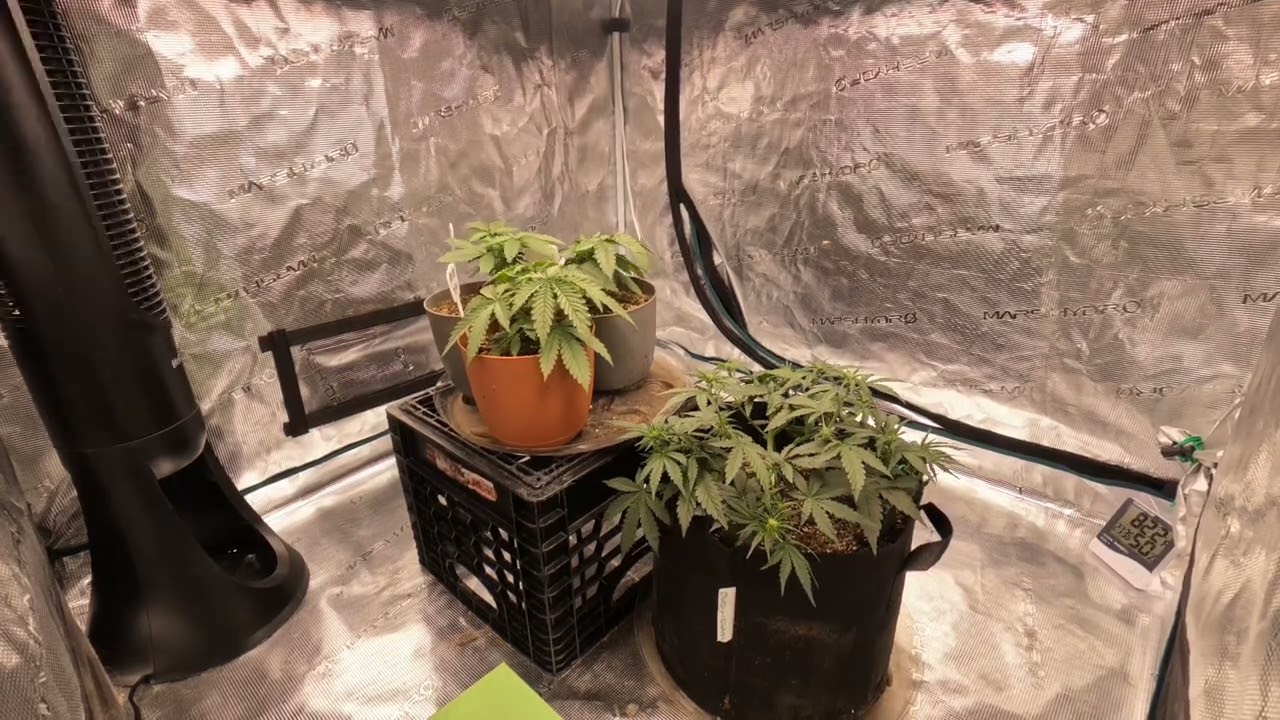pineapple skunk autoflower timelapse pt.1 with marshydro tsw2000
