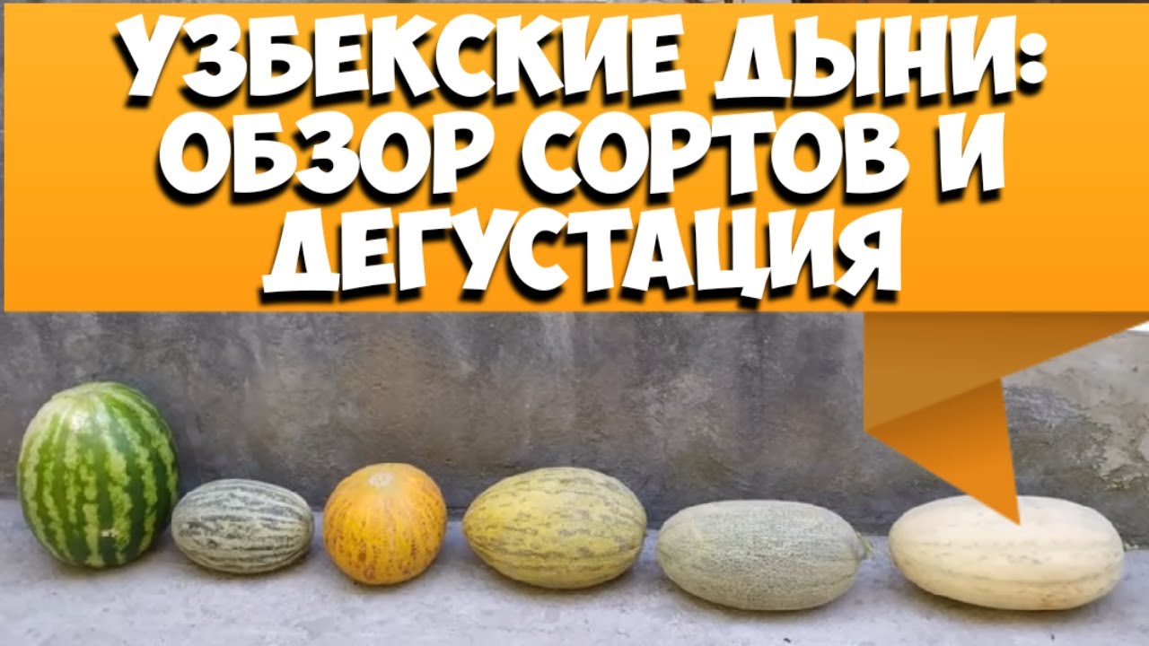 Сладкие узбекские дыни - обзор сортов и дегустация