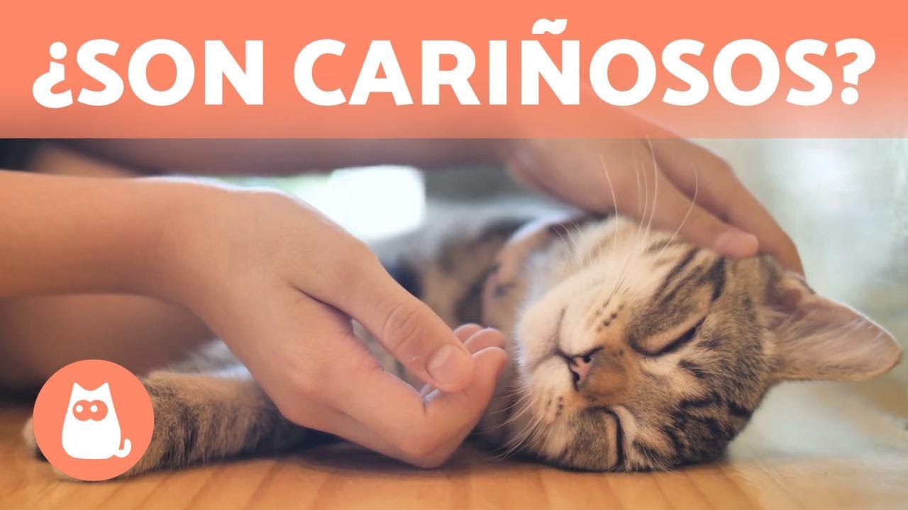 ¿Cómo demuestran CARIÑO los GATOS? 😽💕 10 Maneras