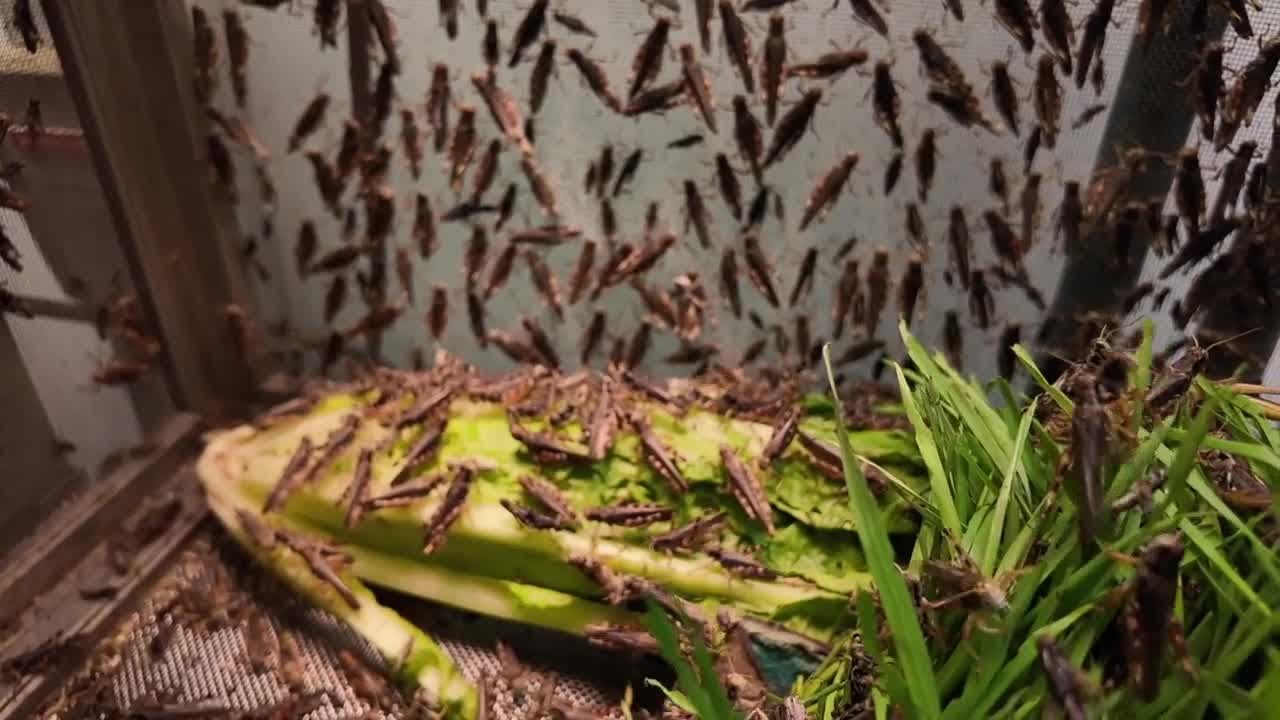 В долине стало больше саранчи? Исследователи из Университета штата Аризона объясняют причину.