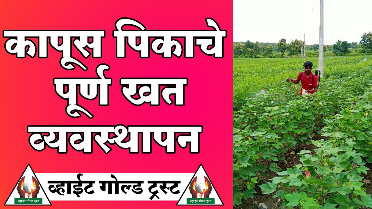 कापूस पिकाचे संपूर्ण खत व्यवस्थापन - श्री गजानन जाधव