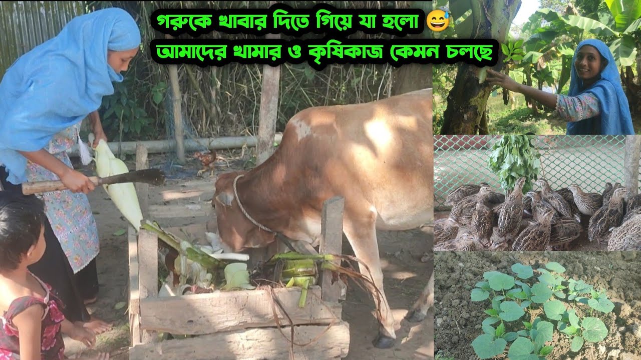 গরুকে কলাগাছ কেটে দিতে গিয়ে দেখি কলাগাছ প্রেগন্যান্ট 😅 | আমাদের খামার ও কৃষিকাজ কেমন চলতেছে 🌿