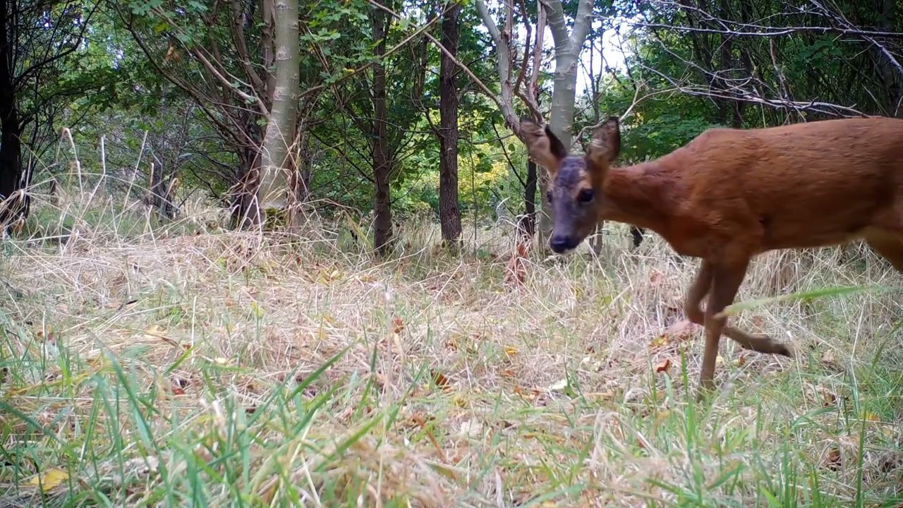 Male and Female Roe Deer Activity.
