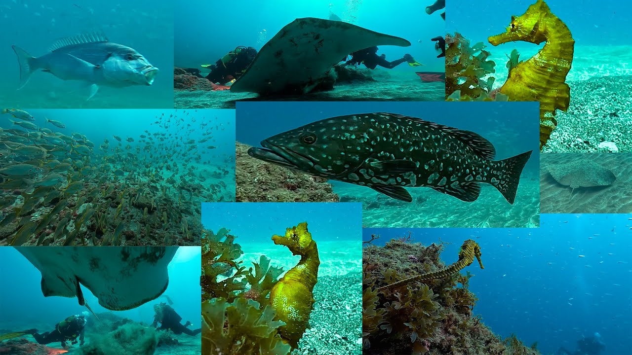 Buceo en Sardina del Norte, Gran Canaria 05-04-2024