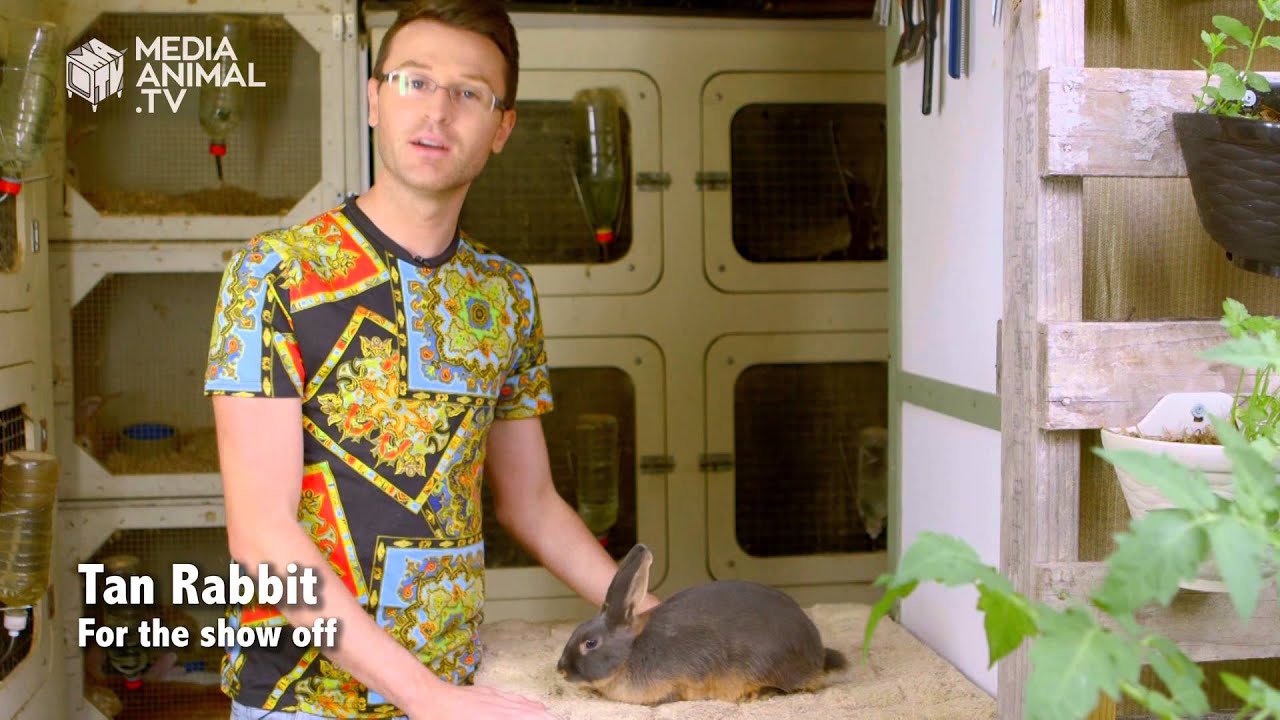 Which rabbit suits your personality?
