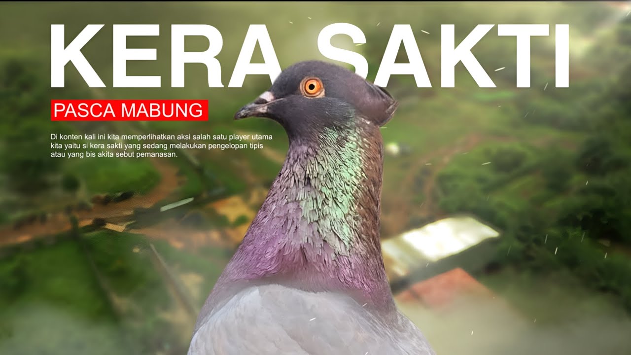 PENGELOPAN MERPATI KERA SAKTI PASCA MABUNG