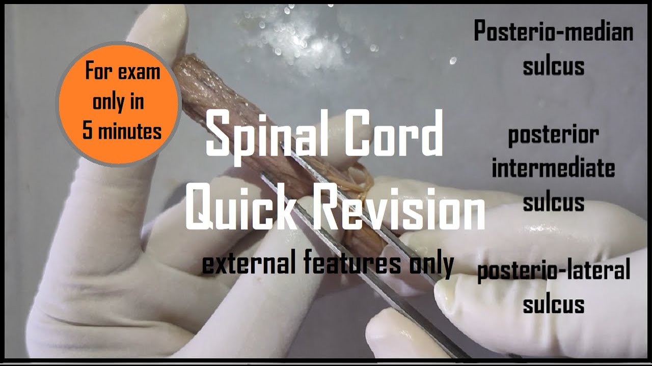 Spinal cord external features only II exam revision II in 5 minutes