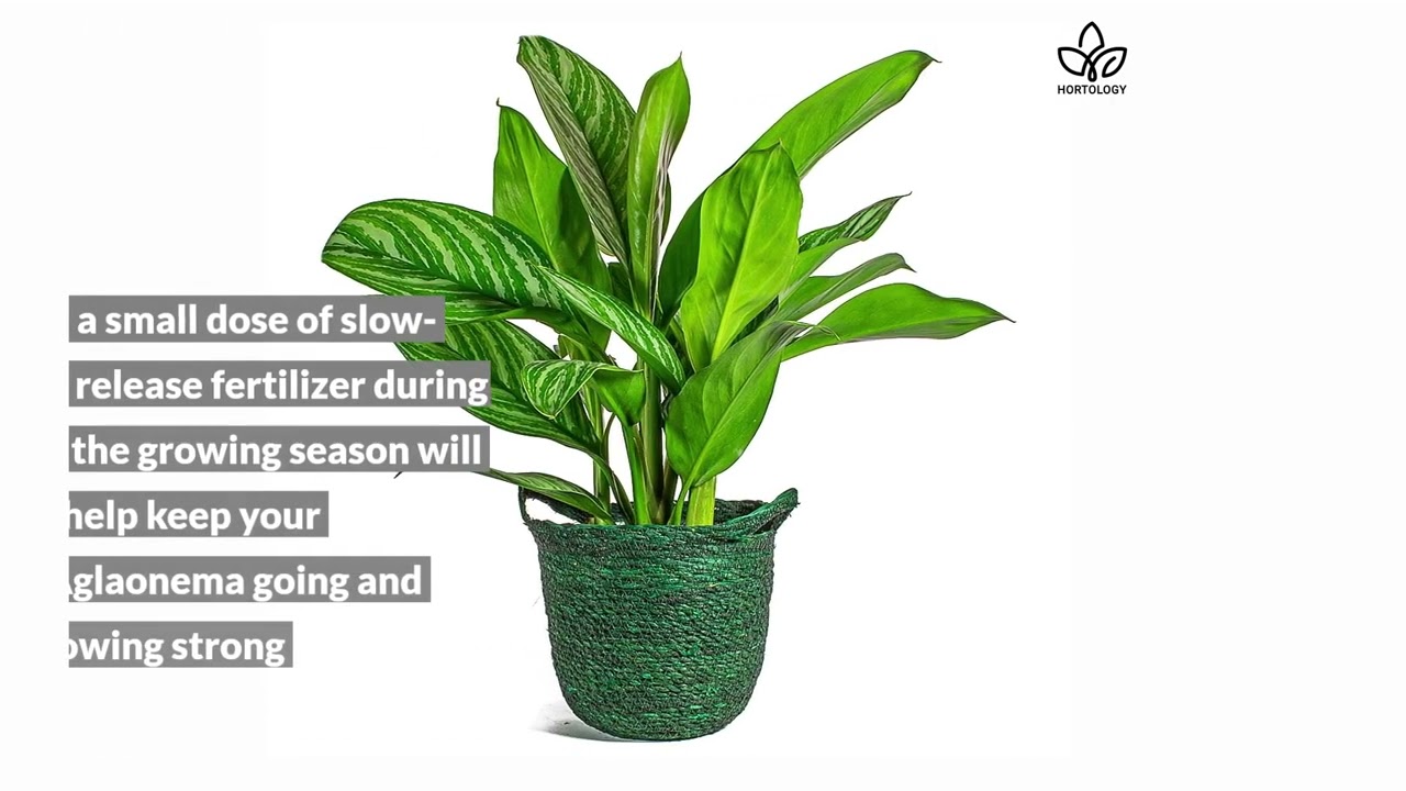 Aglaonema Stripes Houseplant Care Tips