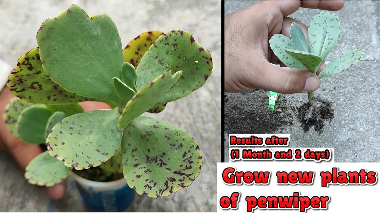 how to grow penwiper plant from stem cuttings | propagation of kalanchoe marmorata