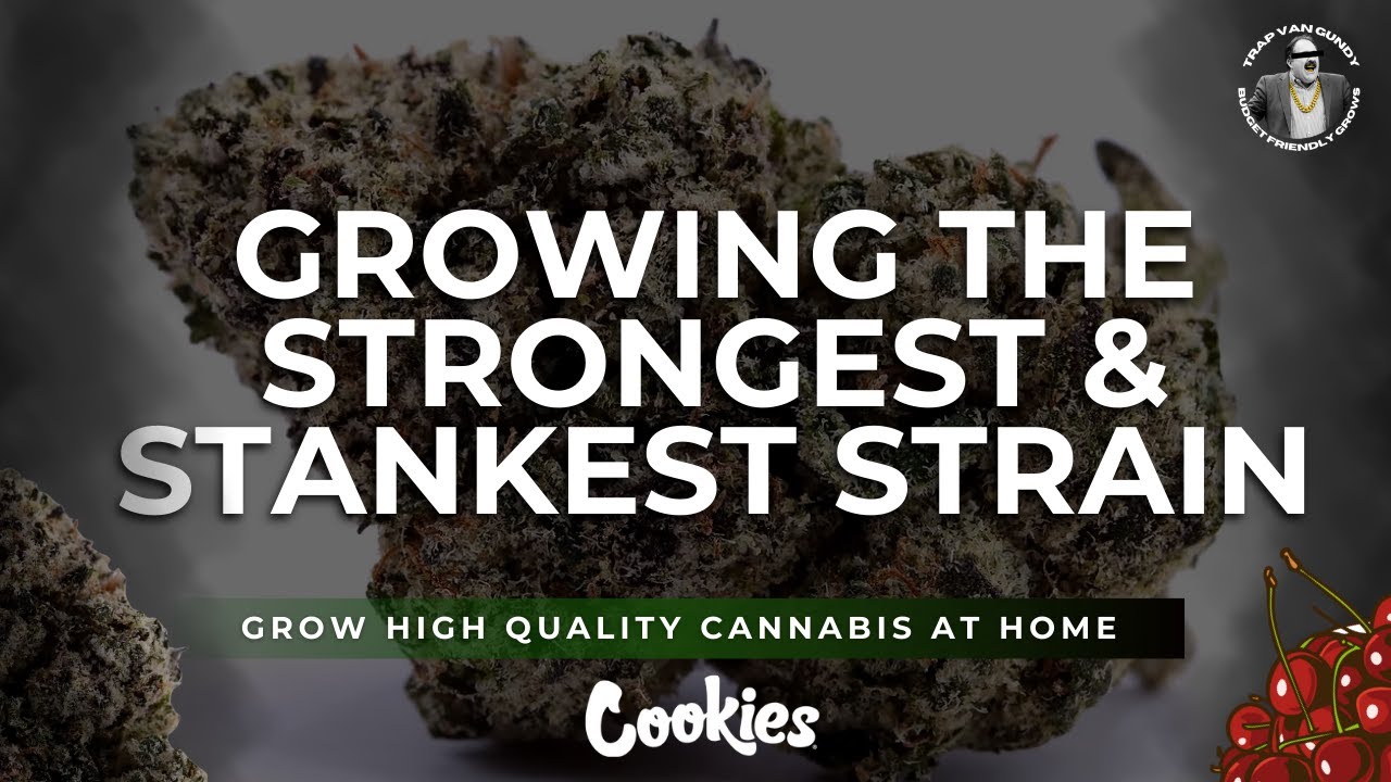 Beginner Cannabis Growing Guide | How to Grow Strong, High-THC Strains at Home