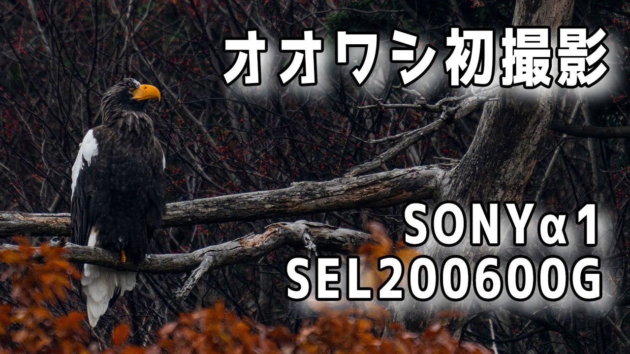 【野鳥シリーズ】オオワシ撮影に初挑戦でSONY &alpha;1を初投入【4K動画】