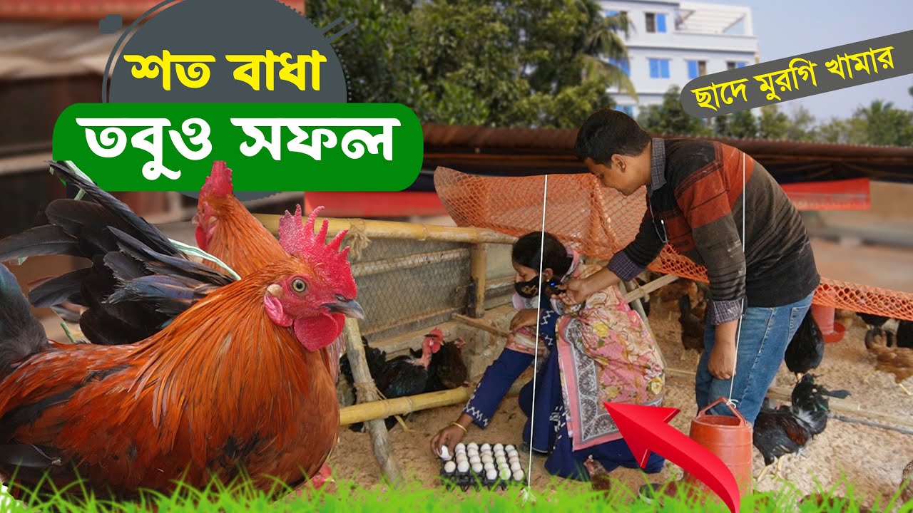 শত বাধা পেরিয়ে দেশি মুরগিতে সফল রাজবাড়ীর পাপিয়া || ছাদে দেশি মুরগি পালন || কৃষি ঘর