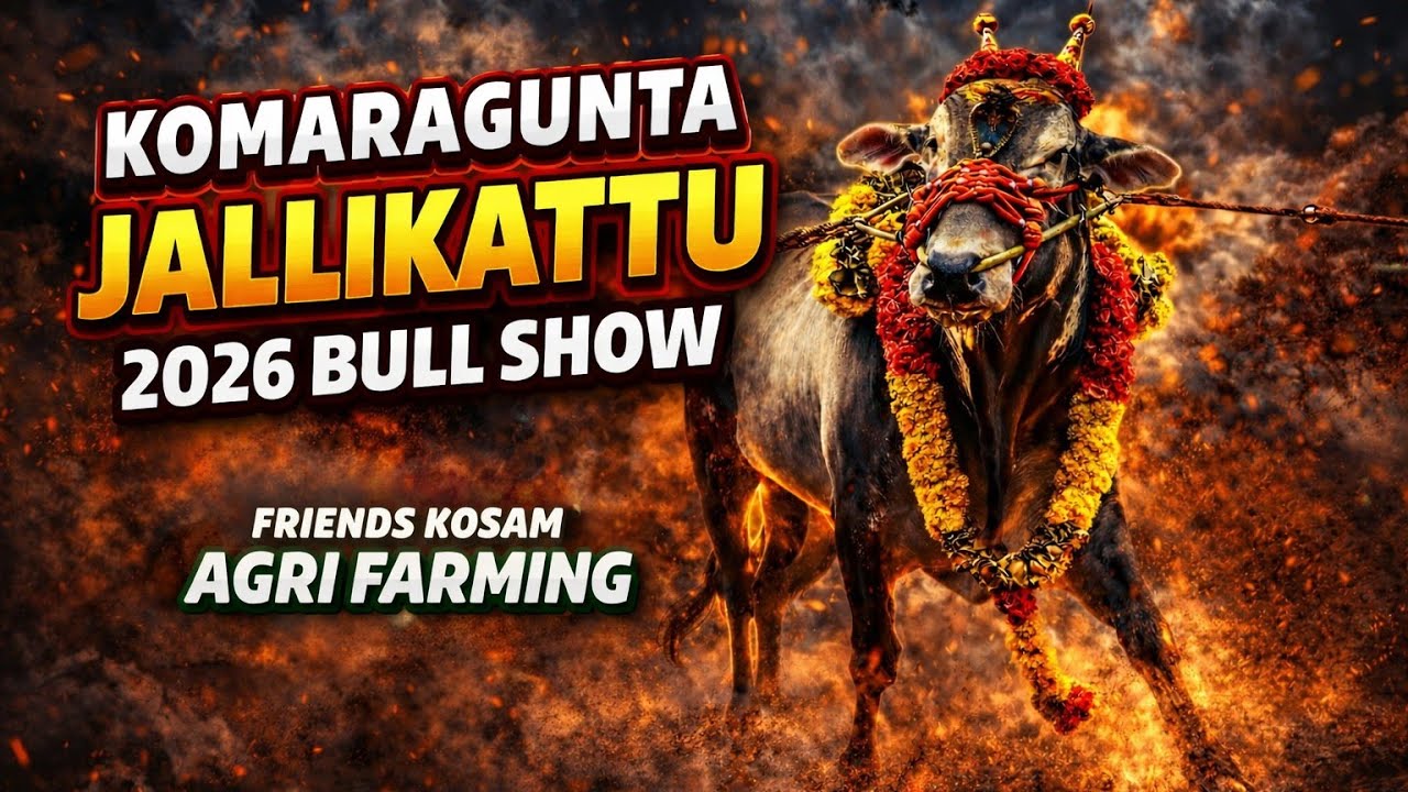 Komaragunta Jallikattu Bull Show 2026 March || 4K Video