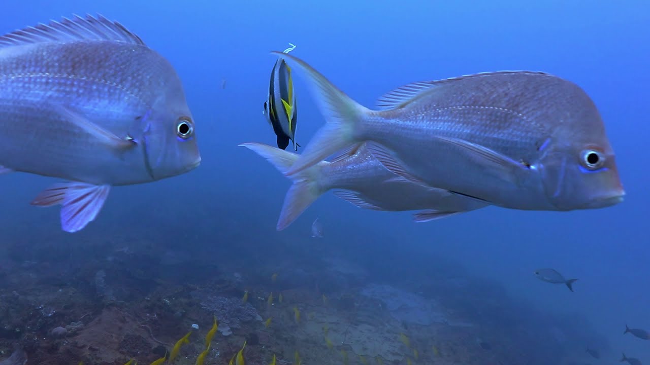 Peter Walters - 6 mile reef Sodwana