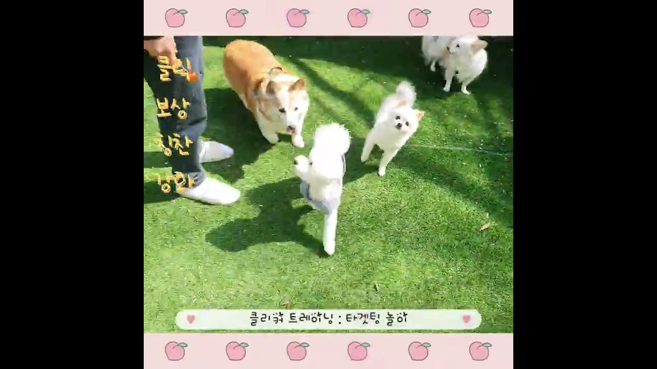 🐶원쿡 강아지유치원 클리커 트레이닝 : 타겟팅 놀이❣️
