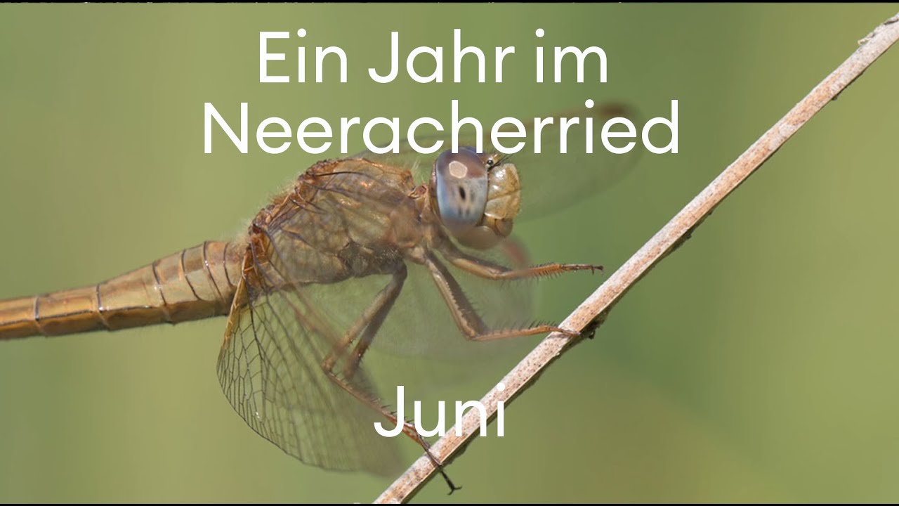 Juni im Neeracherried: Vielfalt der Libellen