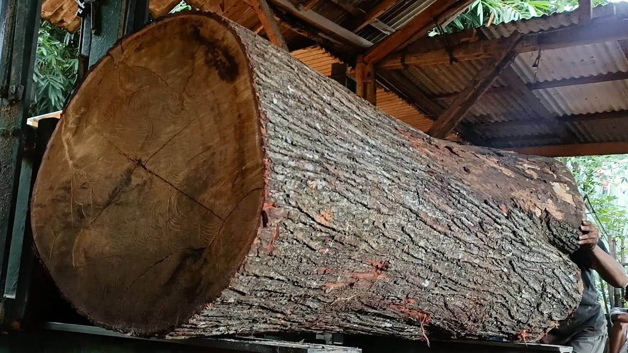 CRAZY FOREST || Cross-section of large logs at the sawmill