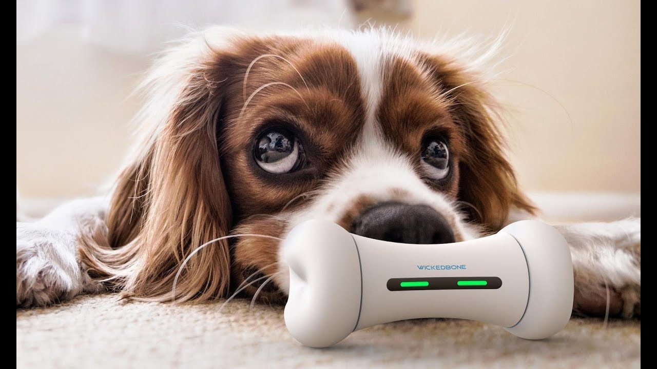 WICKEDBONE - World&rsquo;s First Smart & Interactive Dog Toy by Cheerble