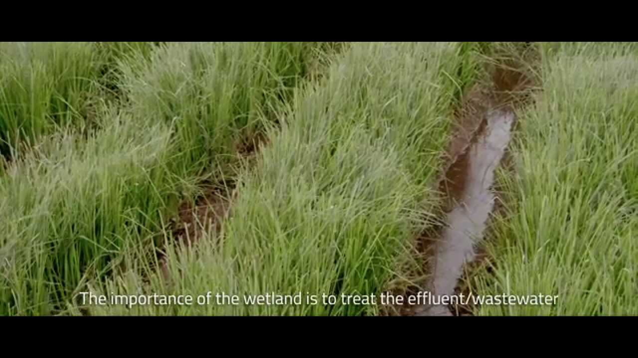 Water Wise Coffee, Part 5 - The Water Wise Solution