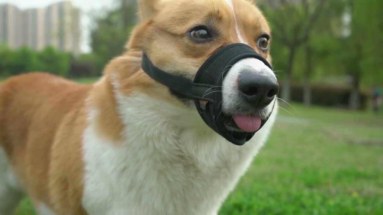 LUCKYPAW Adjustable Dog Muzzle-How to fit and use