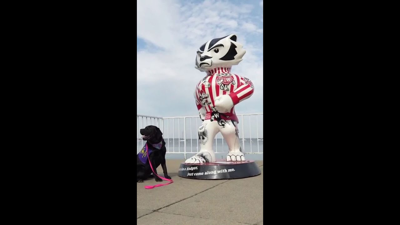 Wisconsin students share not-so-optimistic thoughts ahead of Ohio State game