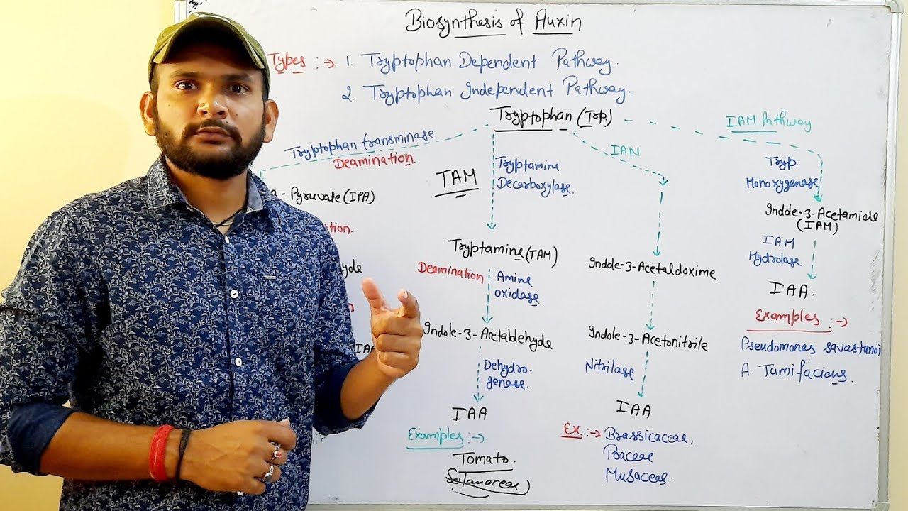 Auxin Biosynthesis(Tryptophan Dependent) Pathway in Plants