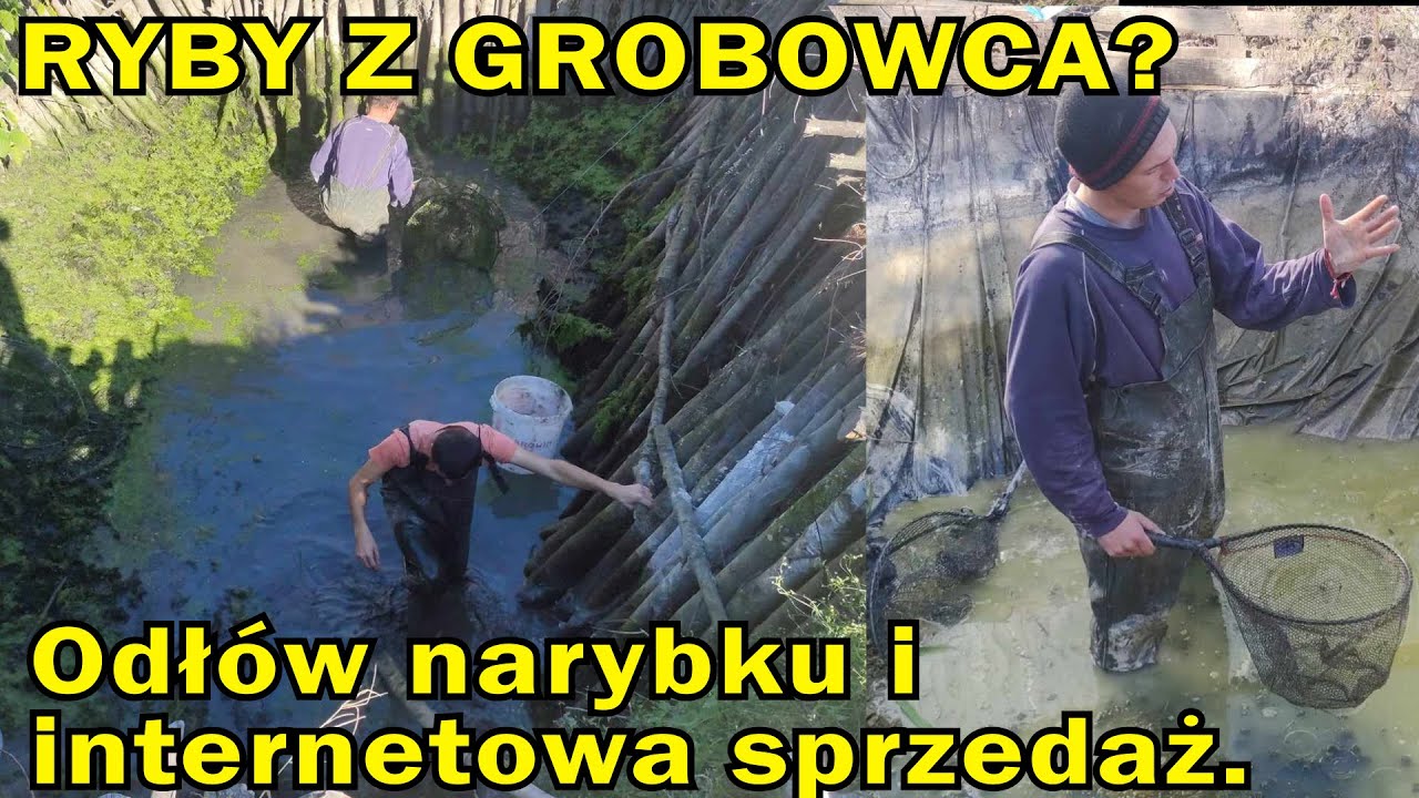 WYPOMPOWUJE WODĘ W STAWACH I OCZKACH - odłów ryb i spuszczanie wody
