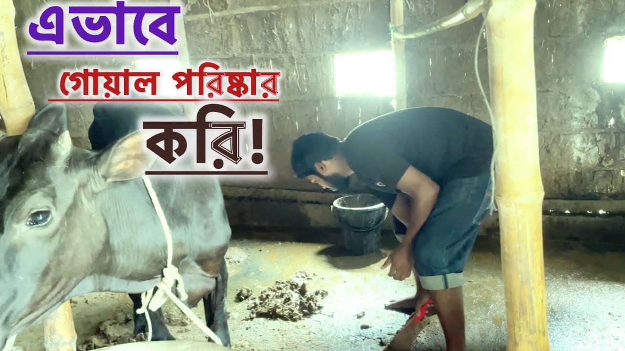 গরুর গোয়াল পরিষ্কার কিভাবে করি | Real Village Vlog | Cow Shed Deep Cleaning