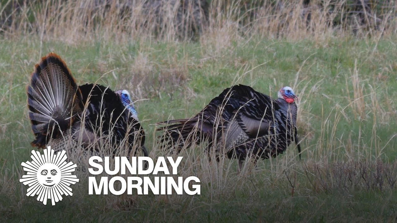 Nature: Turkeys in the Great Smoky Mountains
