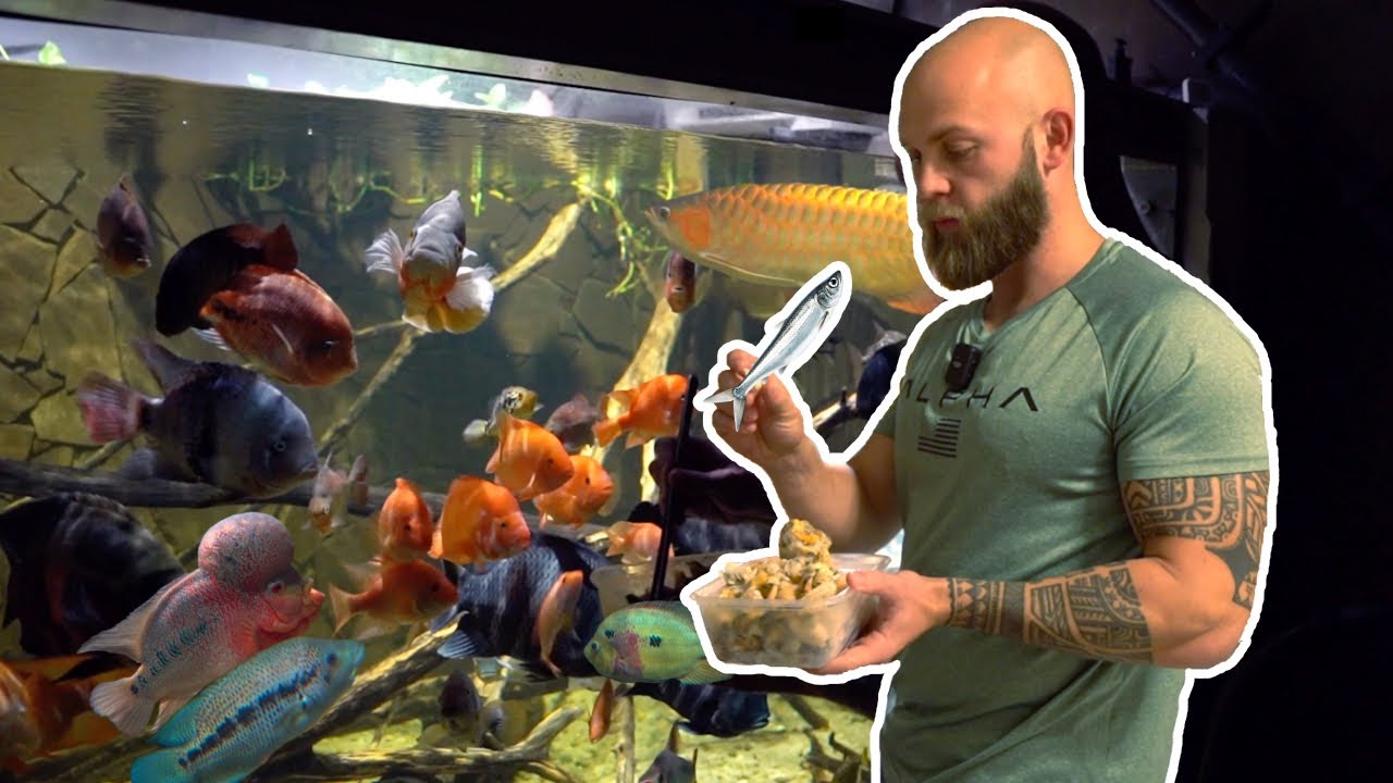 SO VIEL Fressen Meine Raubfische! Monsterfish Feeding Time #feeding