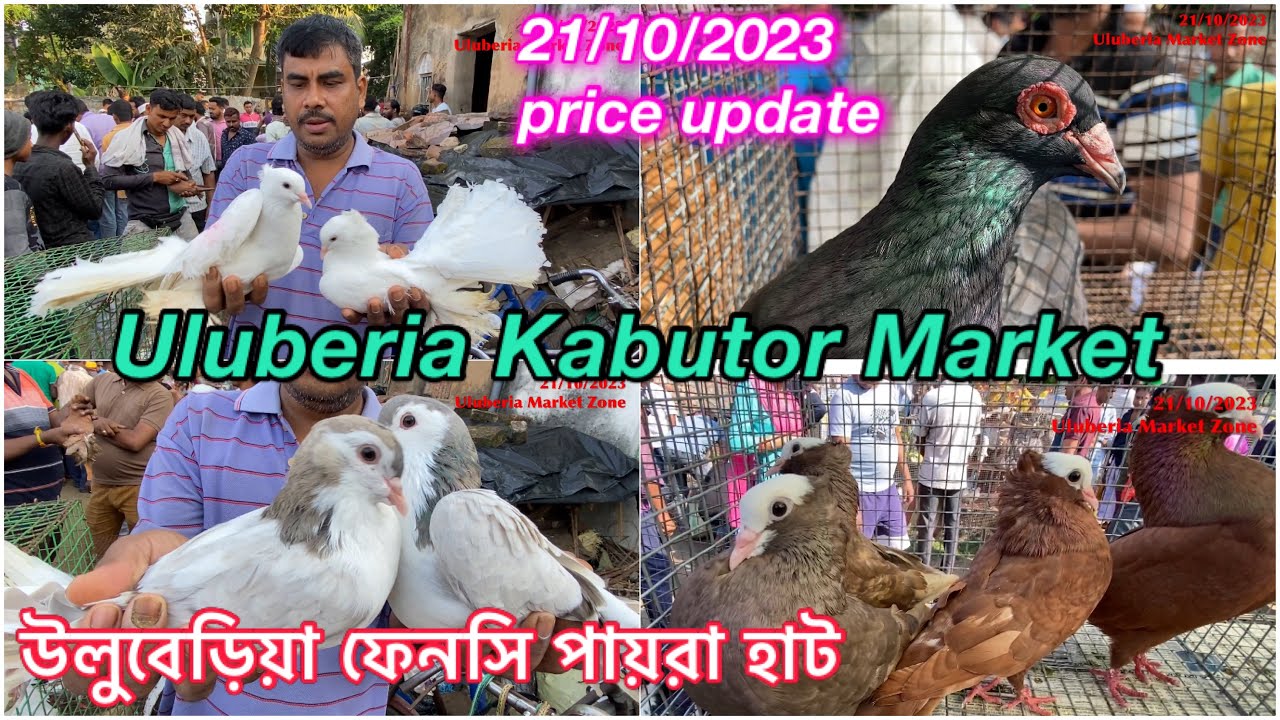 Uluberia Kabutor Market Uluberia Pet market 21/10/2023 price update today #cheapestprice #kabootar