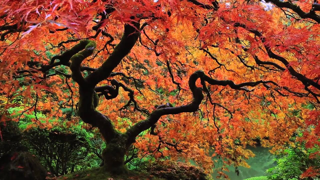Autumn at the Portland Japanese Garden: an HDSerenescapes production
