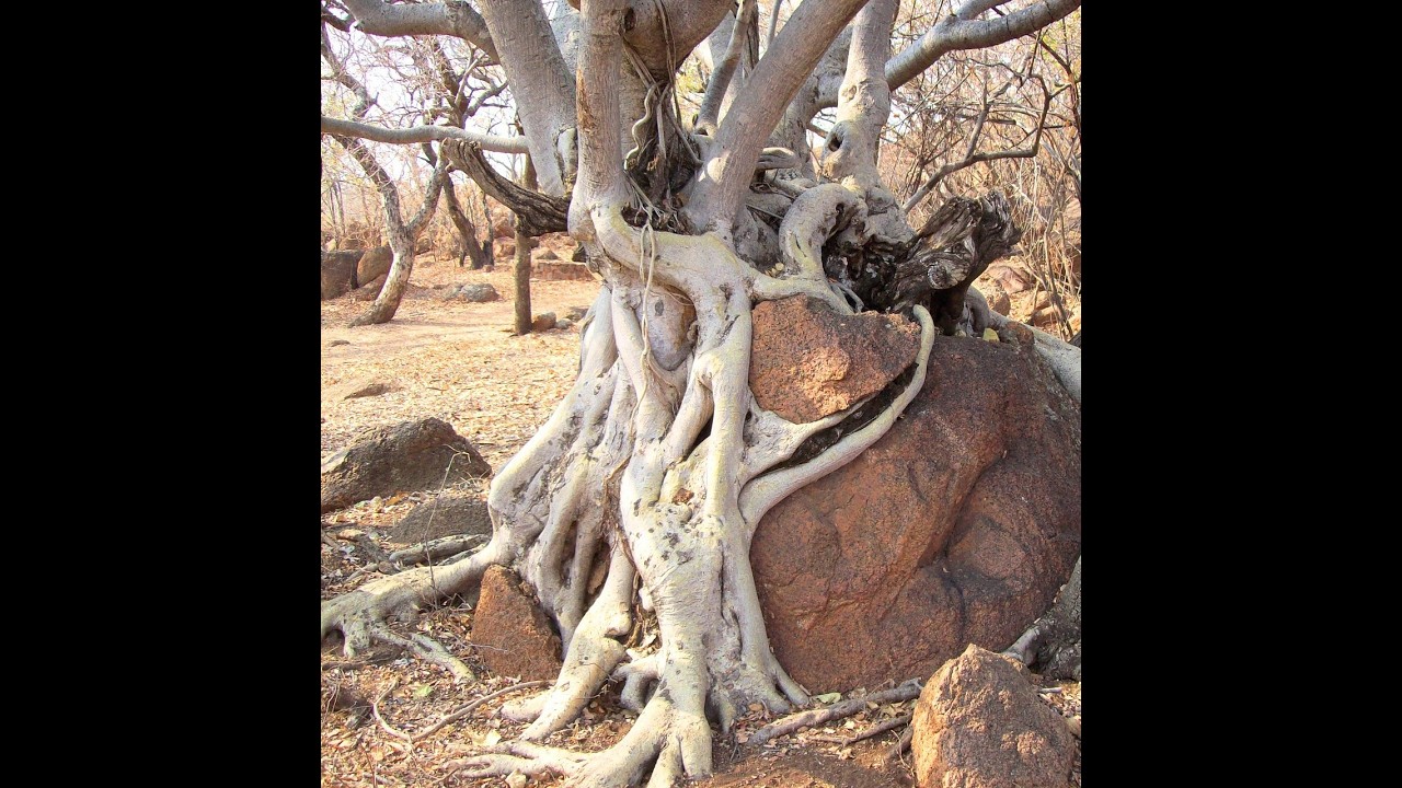 Your Journey from Grieving to Thriving