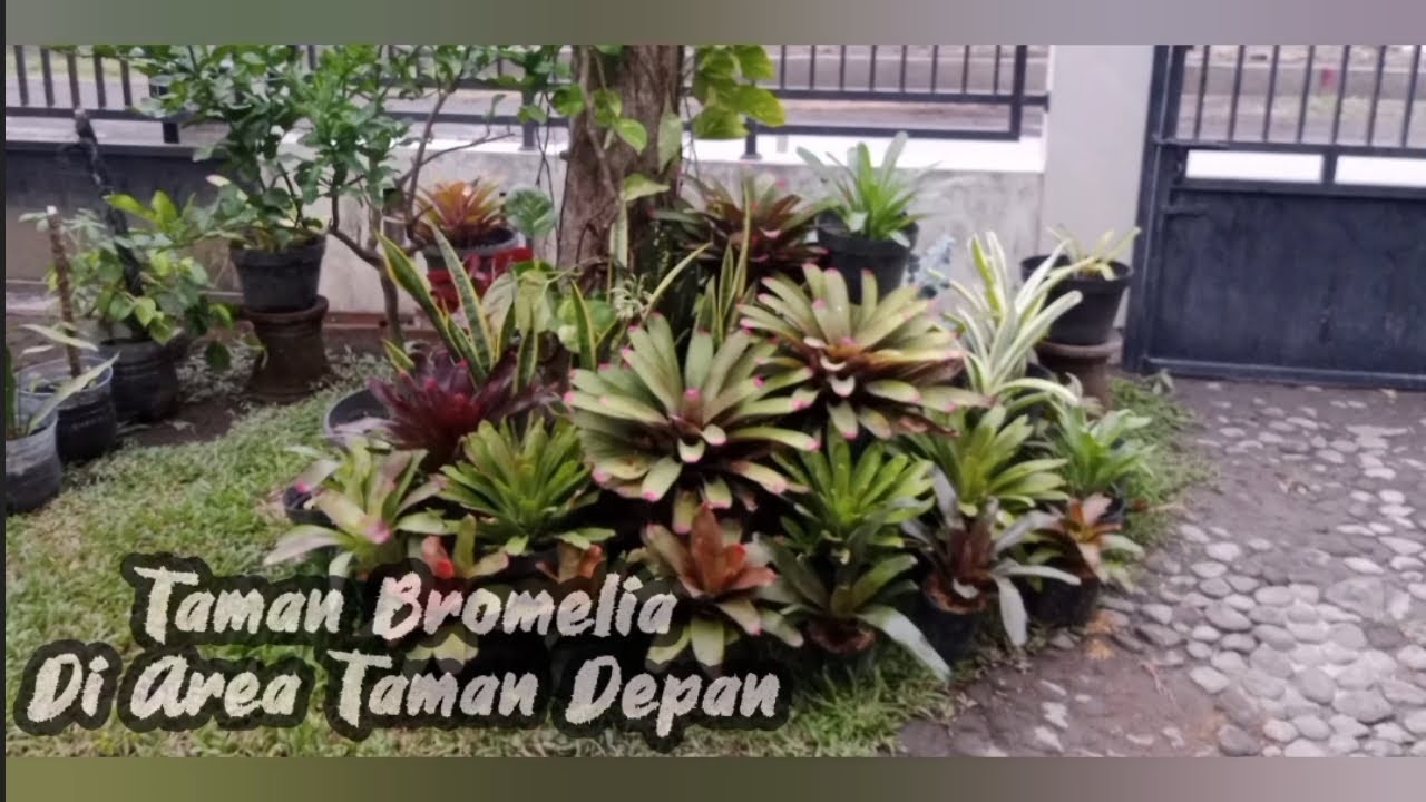 Taman Bromelia di Area Taman Depan _ 20 Oktober 2024