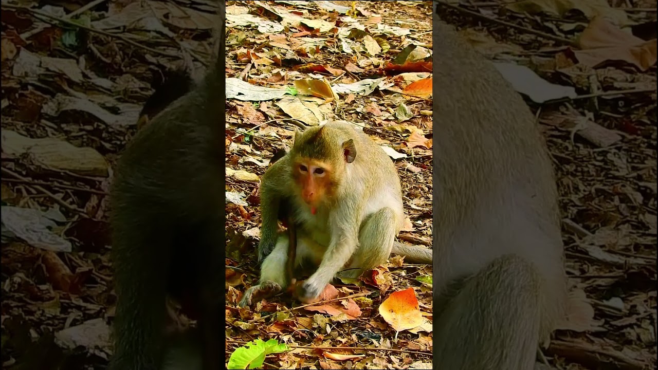 Congratulation! Newborn baby monkey!! 