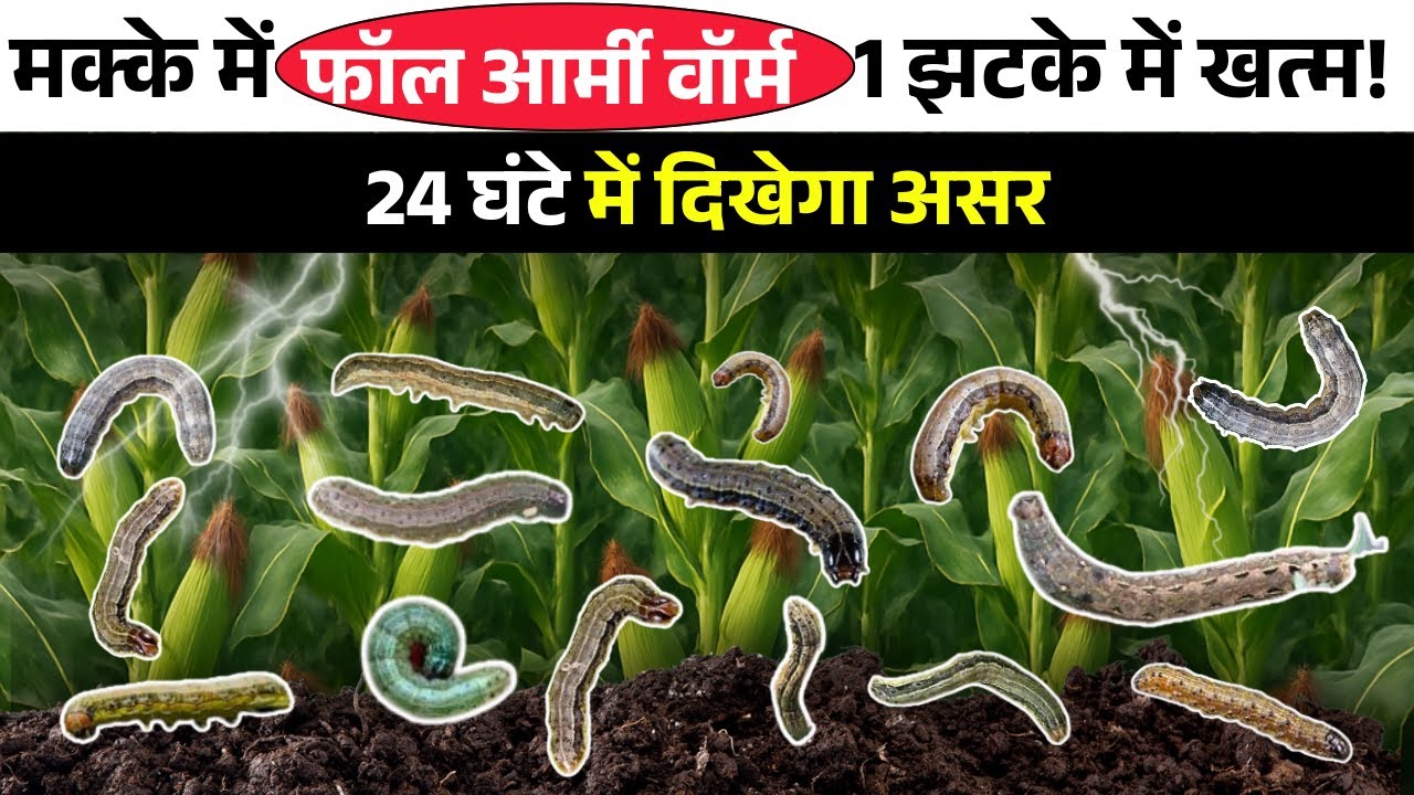 मक्के में फॉल आर्मी वॉर्म? 1 स्प्रे से 24 घंटे में खत्म! ज़िद्दी इल्ली 100 % खत्म | Fall Army Worm