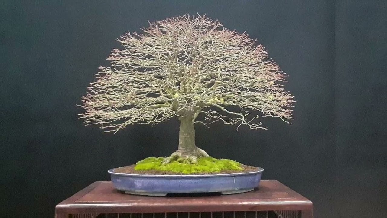 French Bonsai Convention 2023 Albi South of 🇫🇷